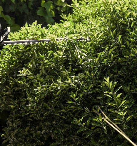 Nożyce do żywopłotu w trakcie pracy - ujęcie nr 2