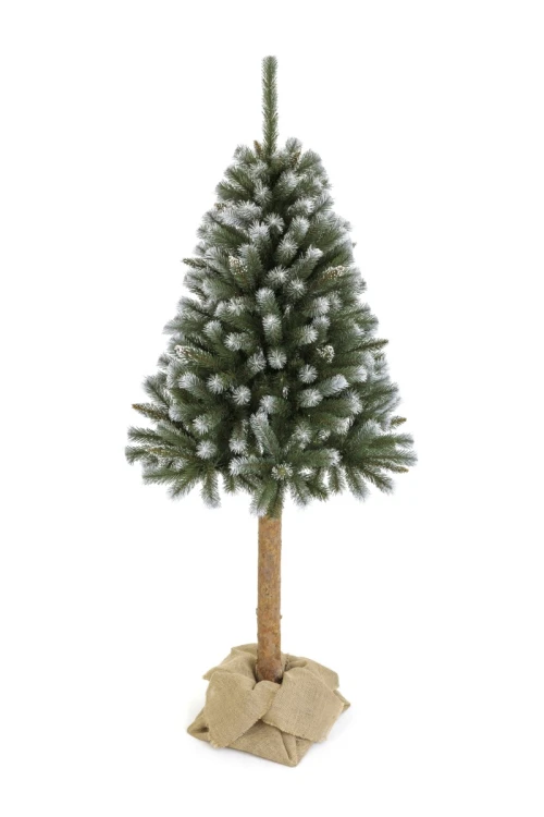 Choinka Pniak Świerk Diamentowy Na Prosto 220cm