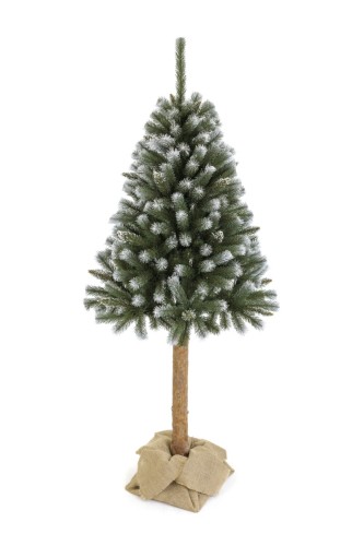 Choinka Pniak Świerk Diamentowy Na Prosto 150cm