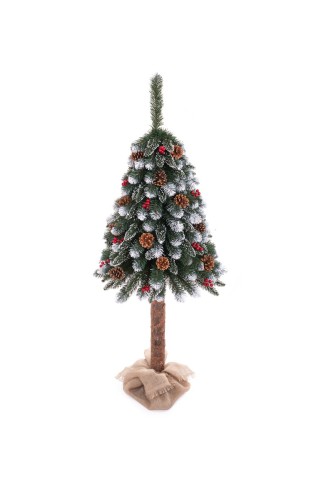 Choinka Pniak Bielony Z Jarzębiną 220cm