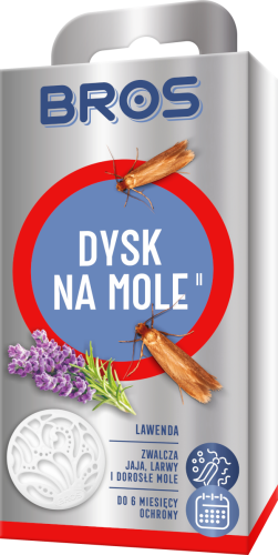 dysk na mole.png
